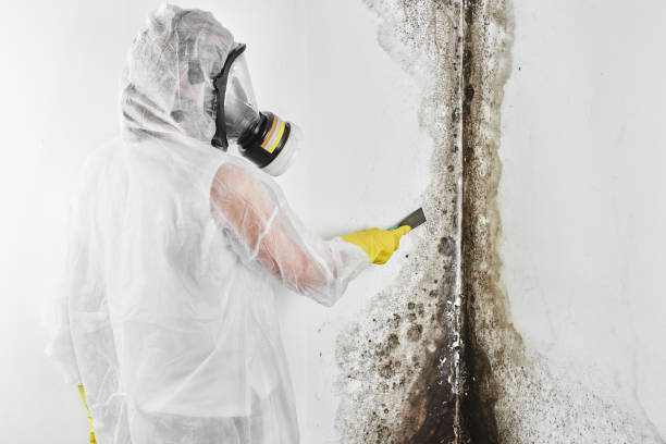 Mold Removal and Inspection in China, TX