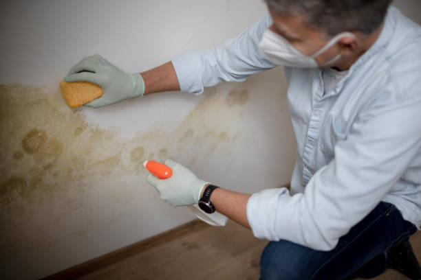 Reliable China, TX Mold Removal Solutions