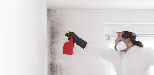 Best Residential Mold Removal  in China, TX