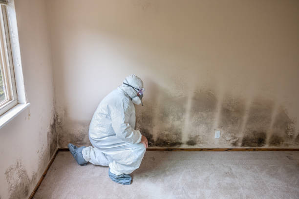 Best Mold Remediation Services  in China, TX