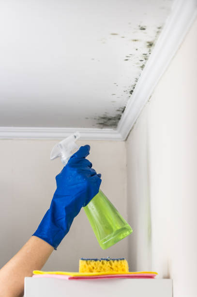 Best Office Mold Removal Services  in China, TX